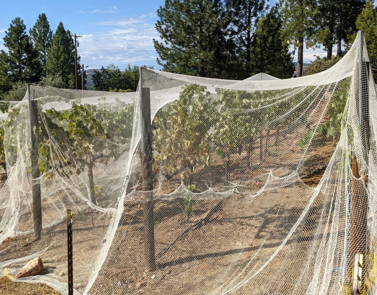 White nets cover grape vines