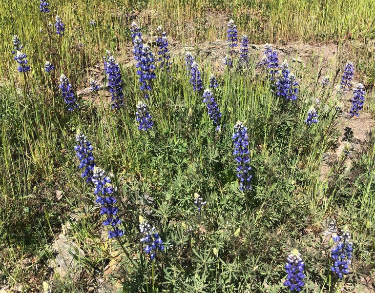 Purple and white flowers in a field of green grass