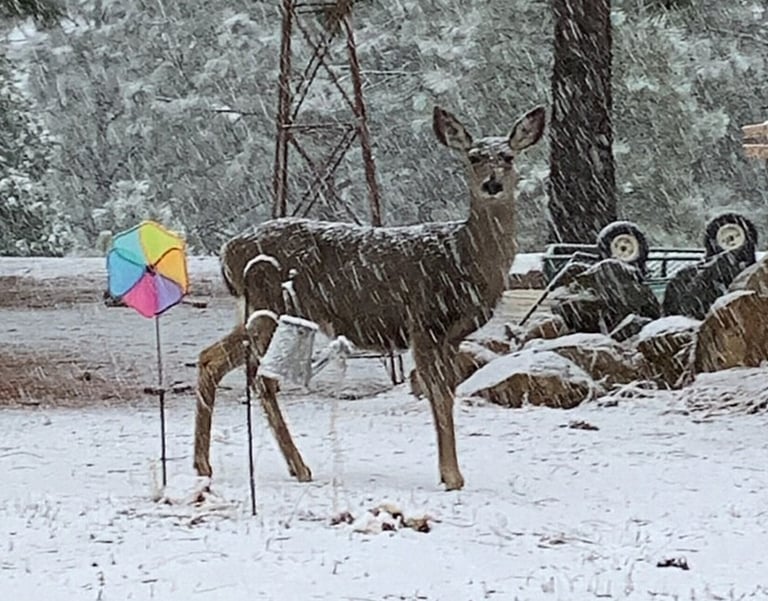 A deer stands in a snow storm