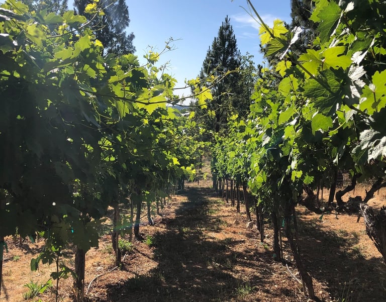 Bright green leaves on grape vines