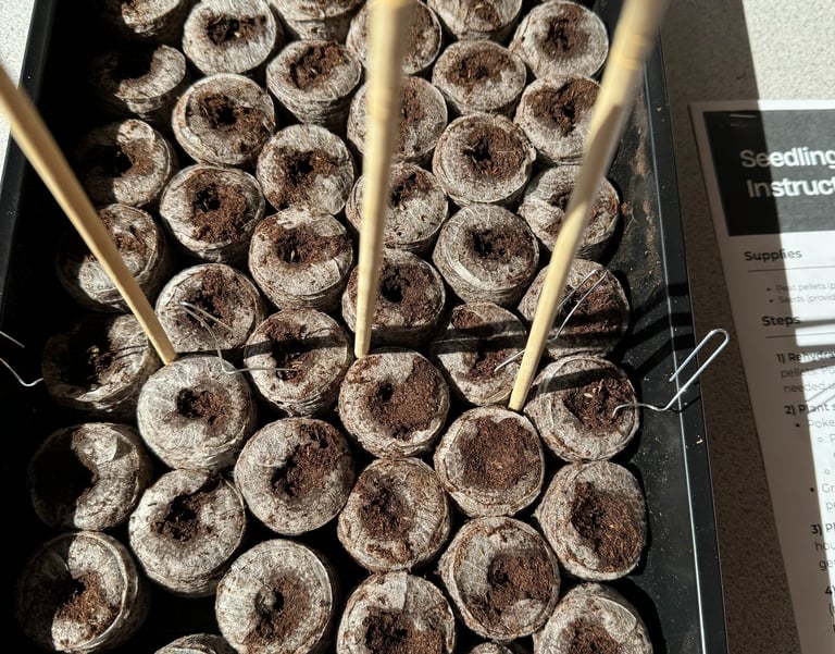 seedling plugs in seedling tray