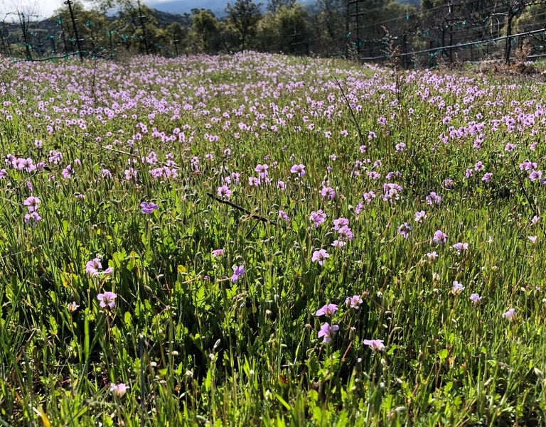 A field of pal purple flowers and green grass