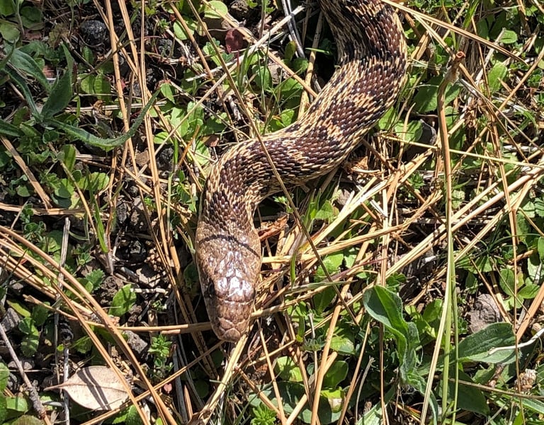 A brown and tan snake in short grass
