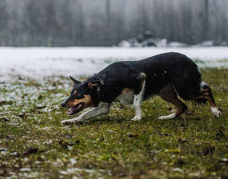 Borderkolių veislynas | Borderkolių šuniukai | Darbinės kategorijos šunys