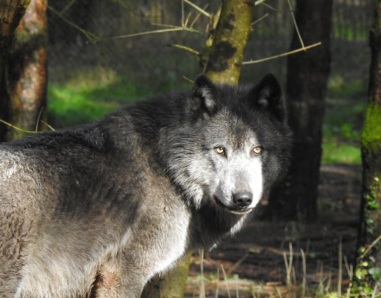 Un loup gris sauvage au pelage épais noir et argenté se tient dans une forêt ensoleillée