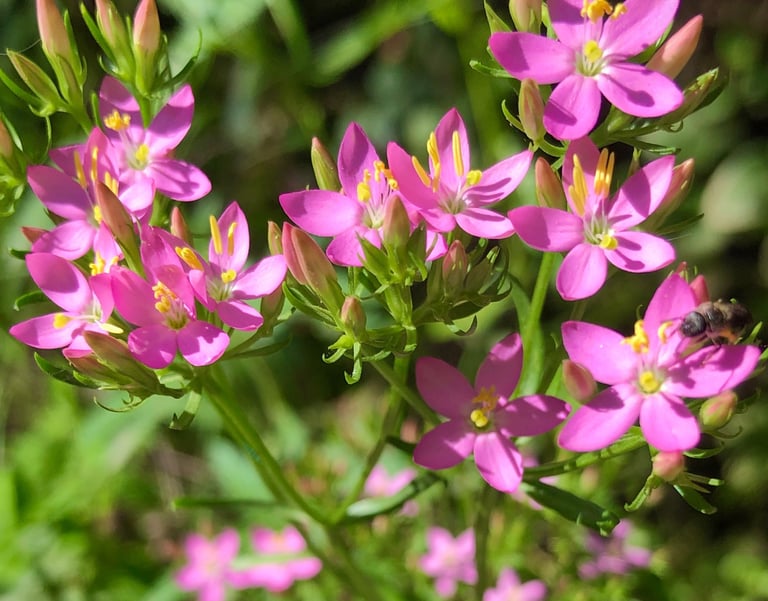 Terapia Holistica, Esencias Florales, Holistic therapy, Flower essence