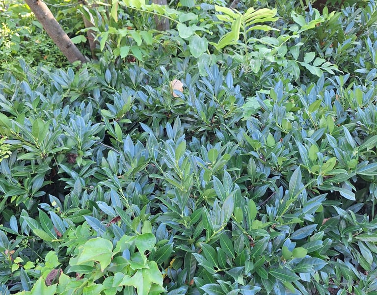 leafy shrubs growing together