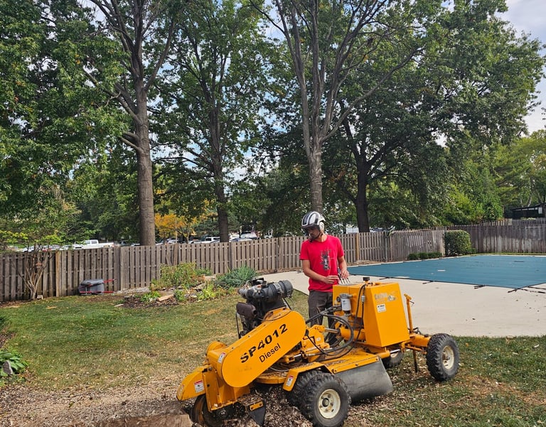 Professional arborist using a yellow diesel stump grinder to remove a tree stump in a backyard.