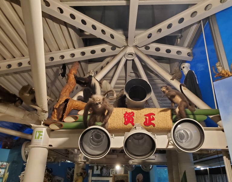 Stuffed monkeys on display in museum