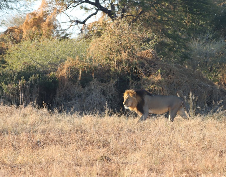 A magnificent male lion at Deception Valley Private Reserve
