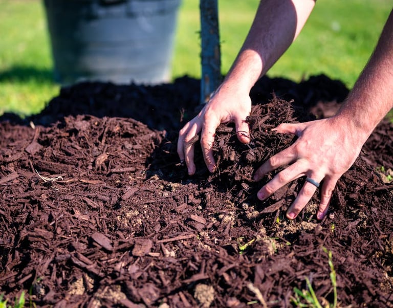 a gardening expert laying mulch around a tree