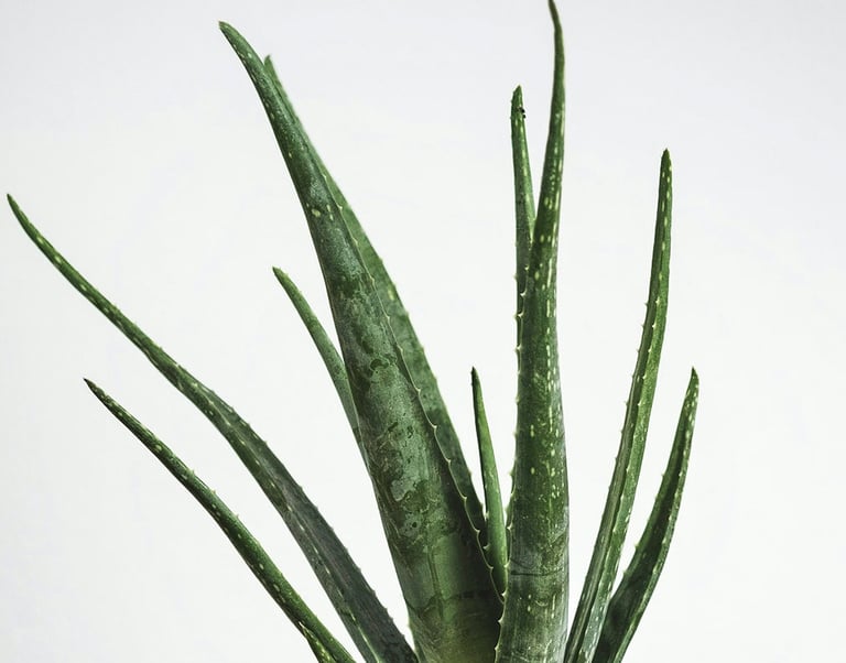 Aloe vera plant