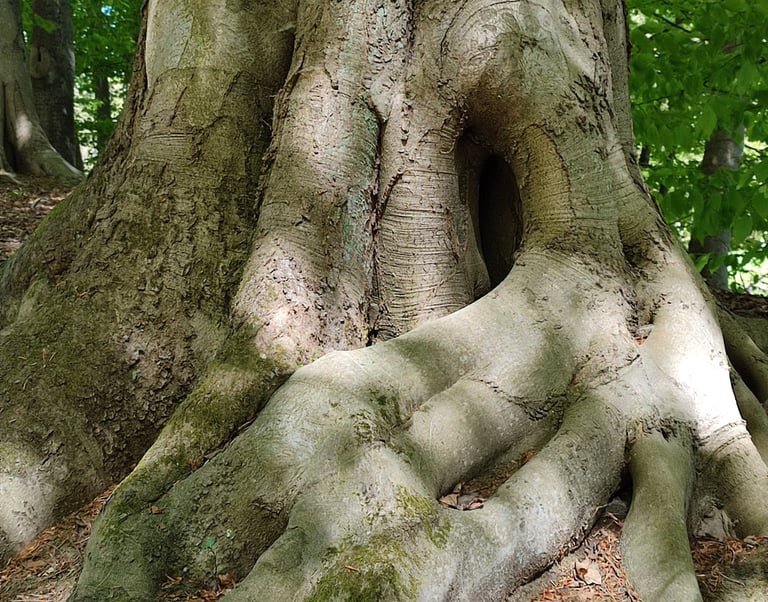 Wurzeln eines Baumes