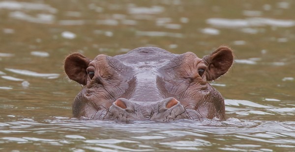 Een nijlpaard staat half ondergedompeld in het water, met alleen zijn ogen, neusgaten en oren zichtb