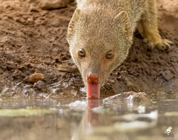 Een mangoest die voorzichtig drinkt bij een waterplas in de droge modder van de Gambiaanse bush.