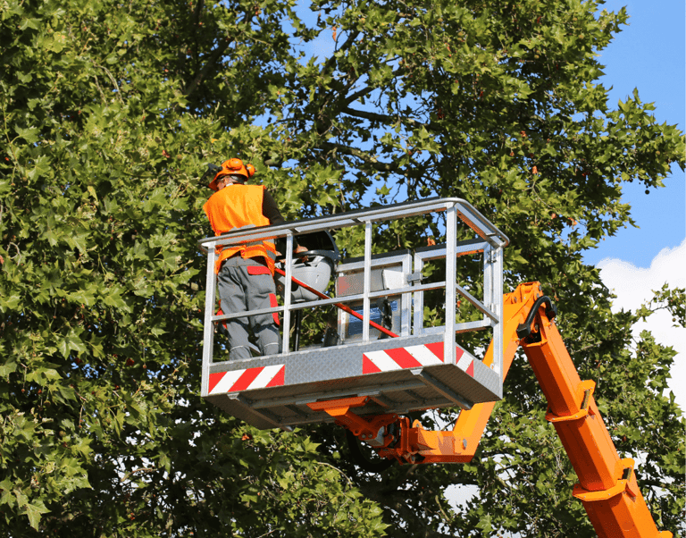 Tree Trimming