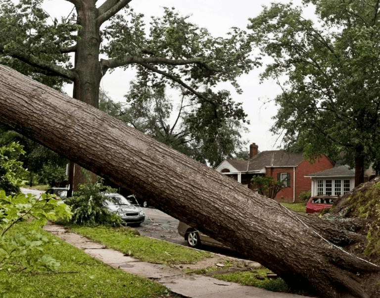 Emergency Tree Service