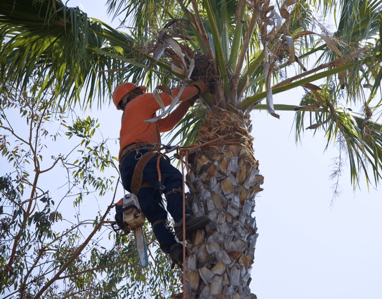 Palm Tree Service