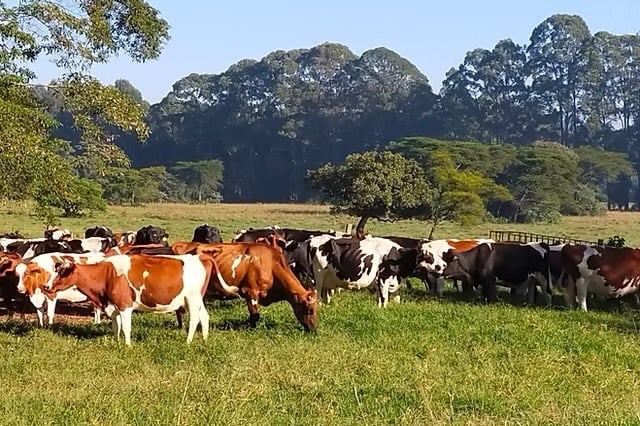 our bulls