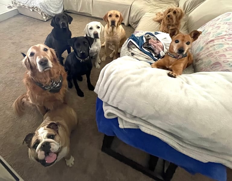 dog boarding, boarding dogs, all breeds, small dogs, large dogs, medium dogs in home, couch