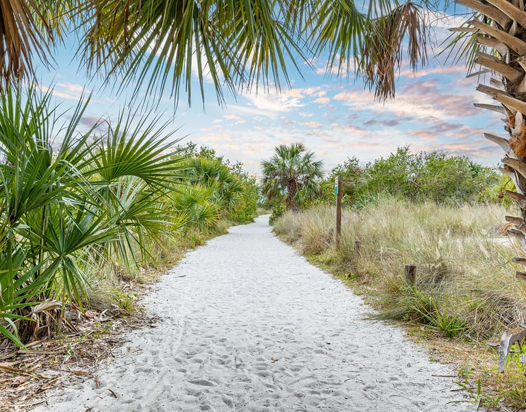 a path leading to a beach with palm trees
