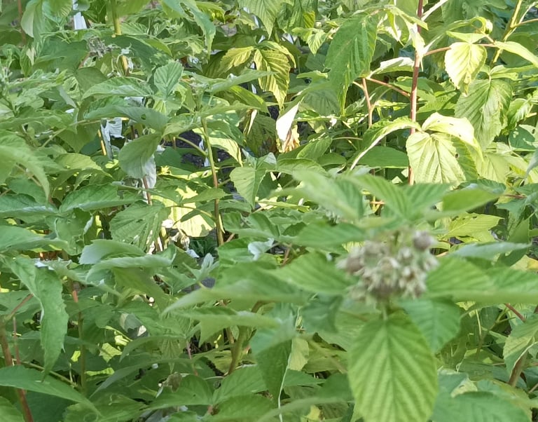 Waiting for the Raspberries to ripen.