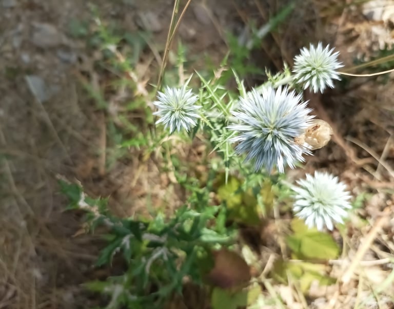Globe Thistle