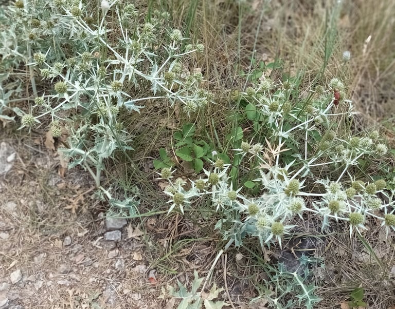 Sea Holly 