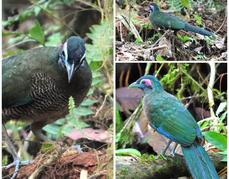 Sumatran Ground Cuckoo