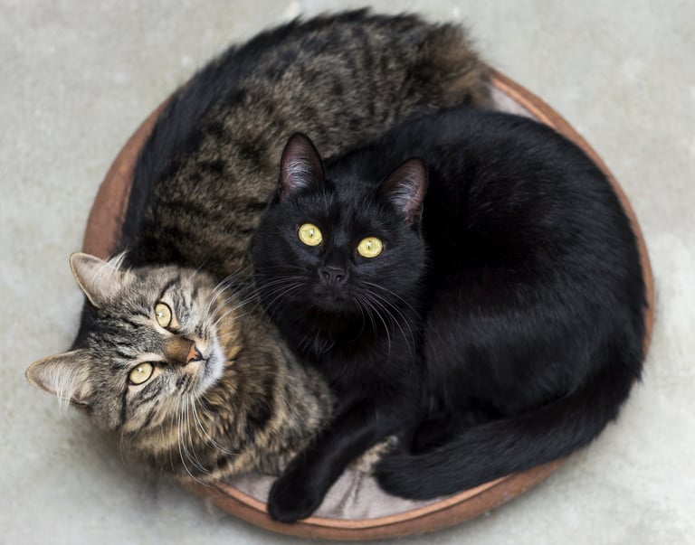 deux chats représentant le yin et le yang