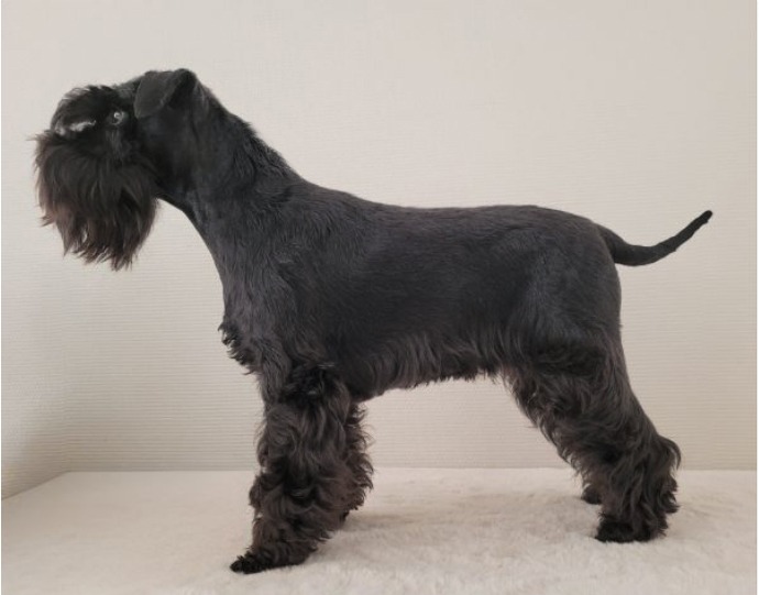 Anouk des diamants Noirs d'Also