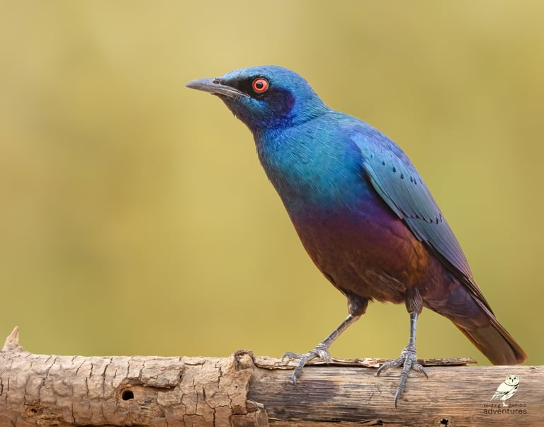 Bronsstaartspreeuw gefotografeerd in natuurlijk licht in Gambia tijdens een begeleide vogelreis