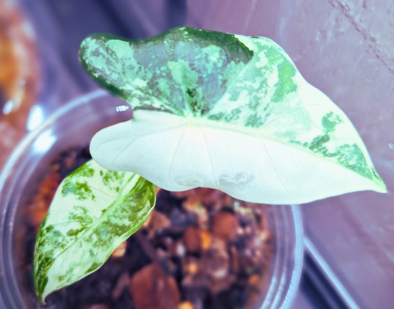 Quiet at home variegated Frydek plant featured in plant care collection