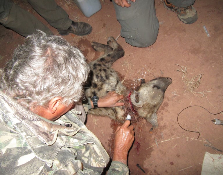 Dr Erik removing a snare from the neck of a spotted hyena