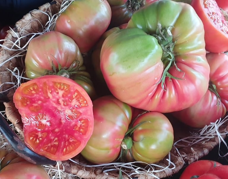 tomates frescos rosados directos del campo