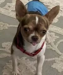 Buddy the AKC Louisiana Chihuahua stud—red harness, tongue out, standing on rug