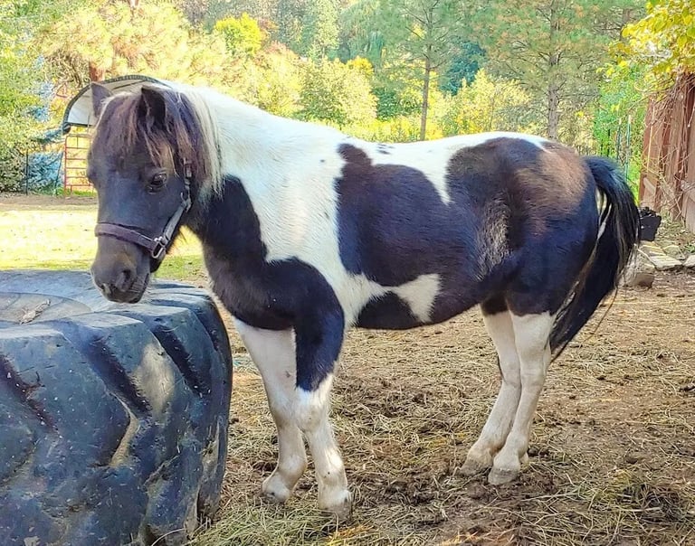 Leavenworth, WA - A miniature pony at the Leavenworth Reindeer Farm