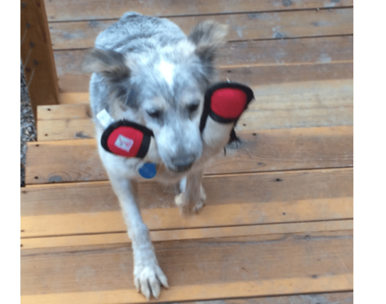 Bailey's behavior modificaiton journey, toys are fun
