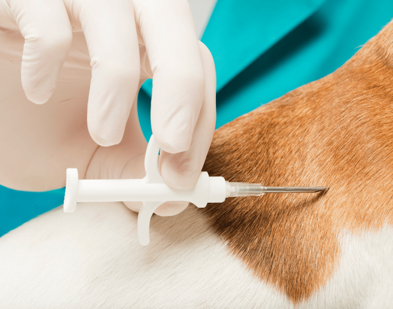 Implantação de Microchip em cachorro e microchip em gato