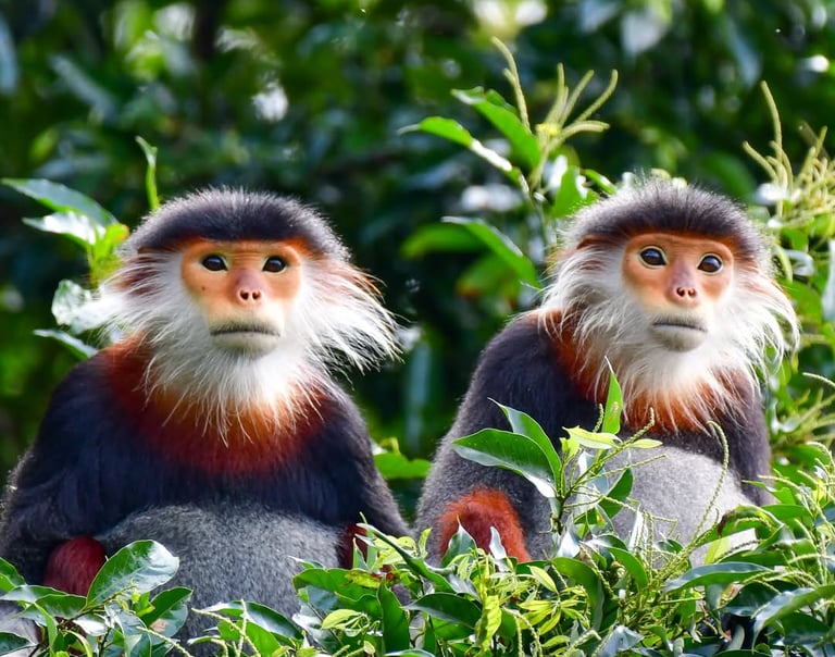 A close-up of two Red-shanked Douc Langurs on Son Tra Mountain, Da Nang.