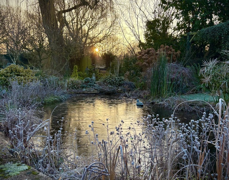 My garden pond on a frosty morning