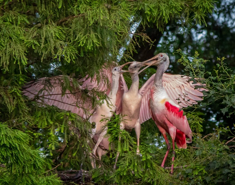 two baby spoonbills eating from the mouth of their mother