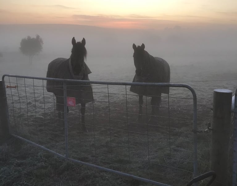 Two horses standing in a field in the morning mist