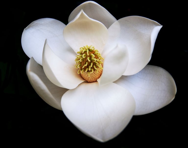 Holistic menopause coaching