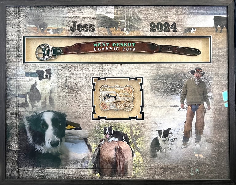 Framed shadowbox display featuring a champion dog belt, buckle, and Border Collie photo collage.