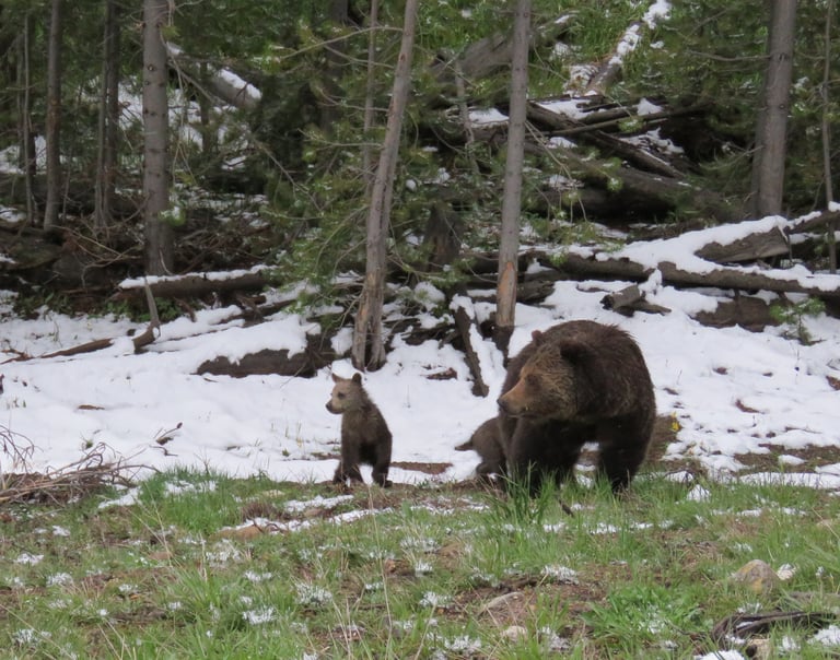 Winter Grizzlies