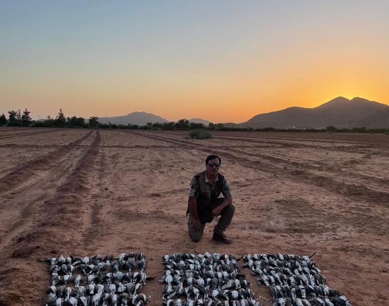 Caza de Tórtolas en Marruecos con SERCAZA