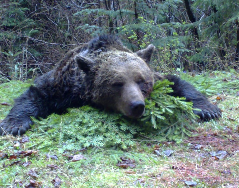 Caza de Oso en Rumanía con SERCAZA