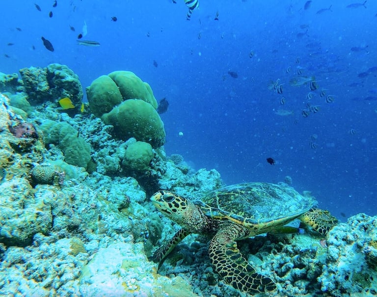 COMO Cocoa Island Maldives house reef snorkelling