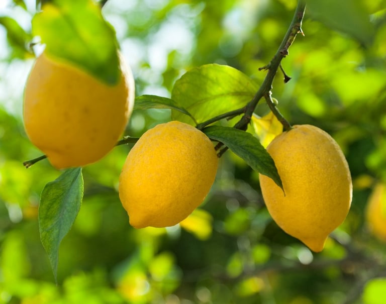 lemons on tree